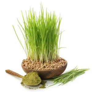 Barley Powder