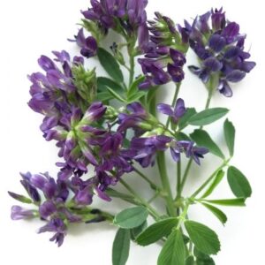 Alfalfa Powder