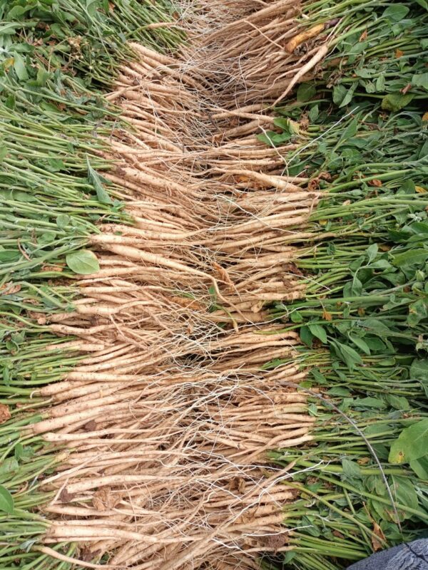 Sarvaayush Ashwagandha Root
